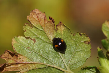 Harlequin ladybird (Harmonia axyridis f. conspicua). Autumn, on a Redflower currant leaf. Dutch garden. October, Netherlands 