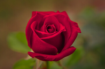 perfect red rose close up. macro photography