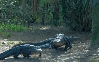 Alligator walking in a group