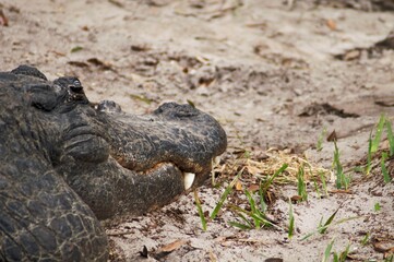 alligator in Florida 