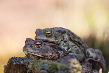 Mating toad