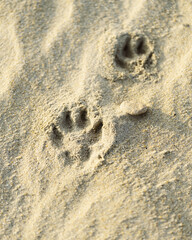 Emprunte de chien loup dans le sable fin de Bretagne