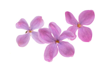 Naklejka na ściany i meble lilac flowers isolated
