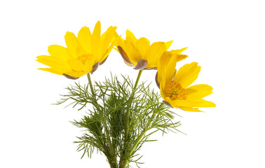 Adonis vernalis isolated
