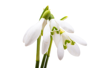 snowdrop close-up isolated