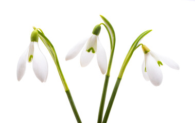 snowdrop close-up isolated