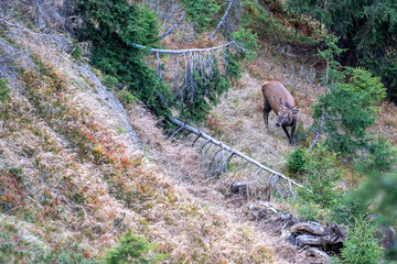 a young red deer, a yearling, cervus elaphus, on the mountains at a autumn evening