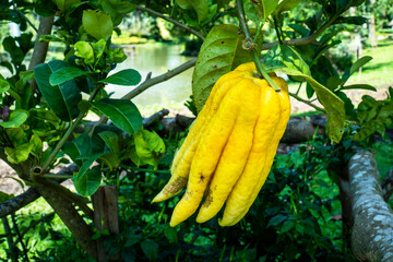 Citrus medica fruit on tree in the garden. Latin citrus medica, Buddha's hand or fingers plant.