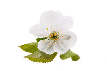 Fototapeta premium cherry blossom isolated