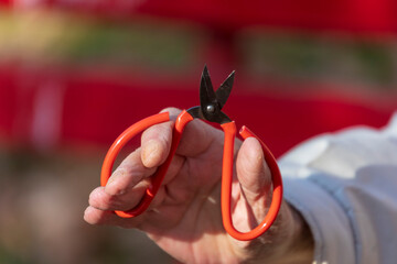 Beautiful metal scissors with a red handle in his hands