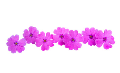 Fototapeta na wymiar pink primrose isolated