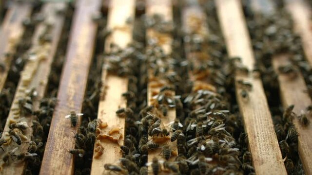 Close Up Of Bees Crawling On Top Of Their Bee Hive Frames, Focus Pulling