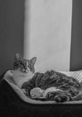 Gata relajada