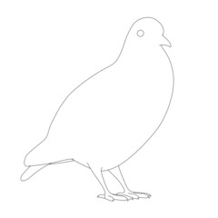 Contour of a dove from black lines isolated on a white background. Vector illustration