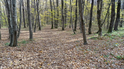 autumn in the woods