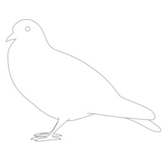 Contour of a dove from black lines isolated on a white background. Vector illustration