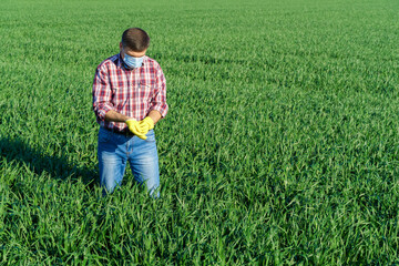 Naklejka na ściany i meble a man as a farmer poses in a field, dressed in a plaid shirt and jeans, protective face mask and rubber gloves, checks and inspects young sprouts crops of wheat, barley or rye, or other cereals