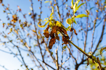 A dry branch and withered leaves on a fruit tree, close-up. Outdoor. The concept of garden pests and droughts. Bottom view