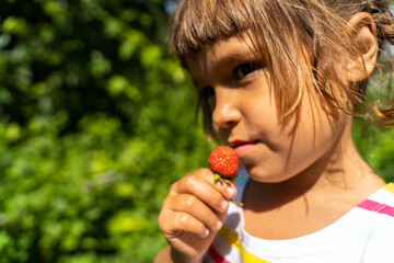 Cute girl holds a fresh strawberry in her hand from strawberry farm. Child eating strawberries in background of the green garden