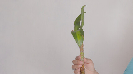 Water stick or Brazil stick, green plant in white background