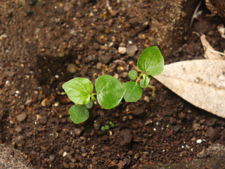 Peperomia pellucida grows well in the garden