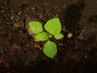 The growing of Acalypha Indica