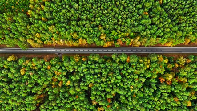 Top down view of black road and autumn forest, Poland