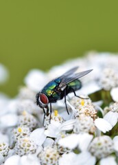 Feeding time for Calliphora vomitoria