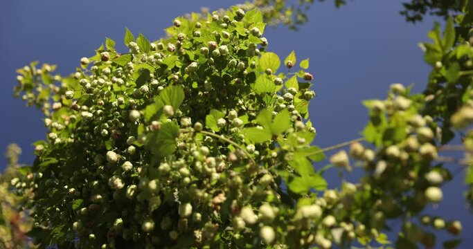 Green fresh hop cones for making beer. Raw humulus for high quality beer production in ecological craft brewery. Green fresh hop cones close-up