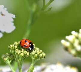 Red and Black Ladybird