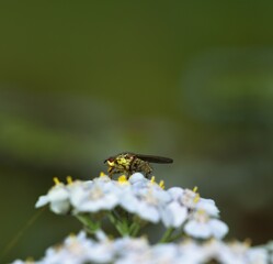 Sunbathing Dronefly