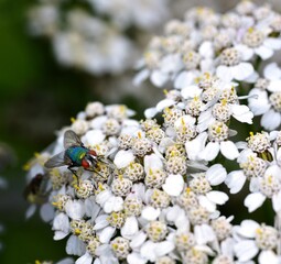 Sunbathing Dronefly