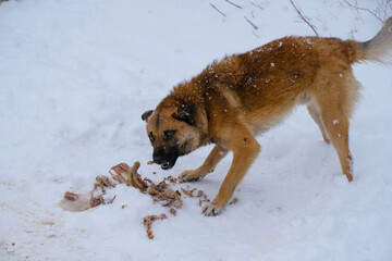 A homeless red dog gnaws at the bones that someone has spilled on the snow.