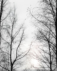 Silhouettes of trees in the fall