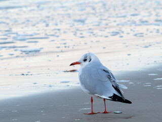 Seagull walking along the seashore. Seagull standing on the sandy beach of the sea.