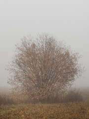 Fototapeta premium Small tree with orange leaves in the fog