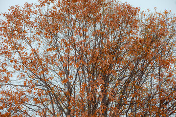 Closeup on fall leaves with blue sky