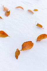 Leaves lying on the white snow in the fall