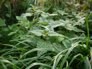 Pflanzen in der Natur