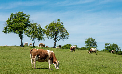Fototapeta na wymiar Vaches montbéliardes au pâturage dans le Revermont, Ain, France