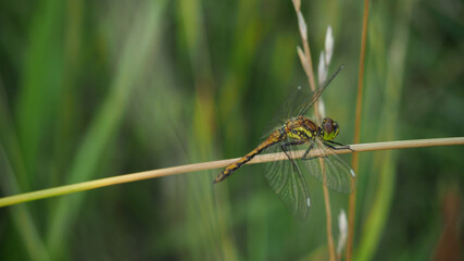 dragonfly resting on a leaf