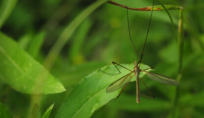 mosquito on a green leaf