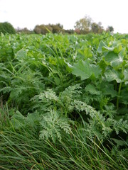 Pflanzen in der Natur