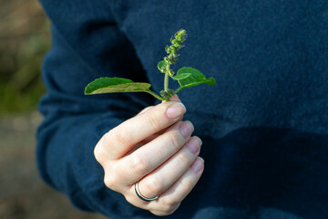 Hand holding basil leaves. Clean eating, organic horticulture, harvesting concept.