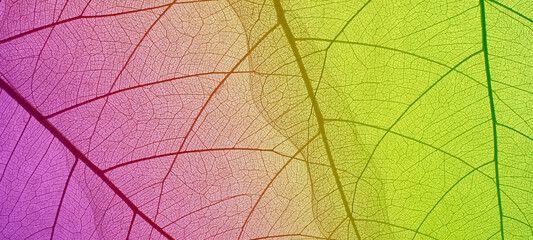 Naklejka na ściany i meble Top view of the leaf. Colorful skeleton leaf leaves with a transparent shape .abstract leaves from nature with a beautiful background in ultraviolet color for text and advertising