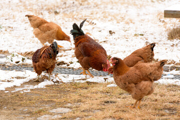 Korean native chicken having a feed.
