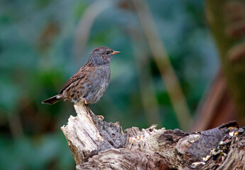 Dunnock perched on a log in the woods