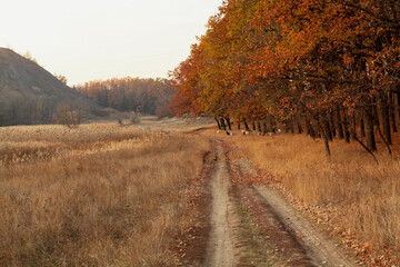 Fototapeta premium Dirt road along autumn forest