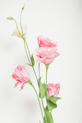Fototapeta premium Bouquet of eustoma flowers of pink shades on white background