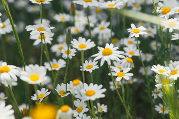 Fototapeta premium closeup of set of daisies in the grass
